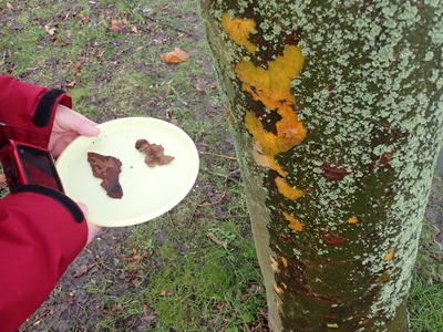 250127 FOT insecten op plataan, collectie Natuurlijk Delfland